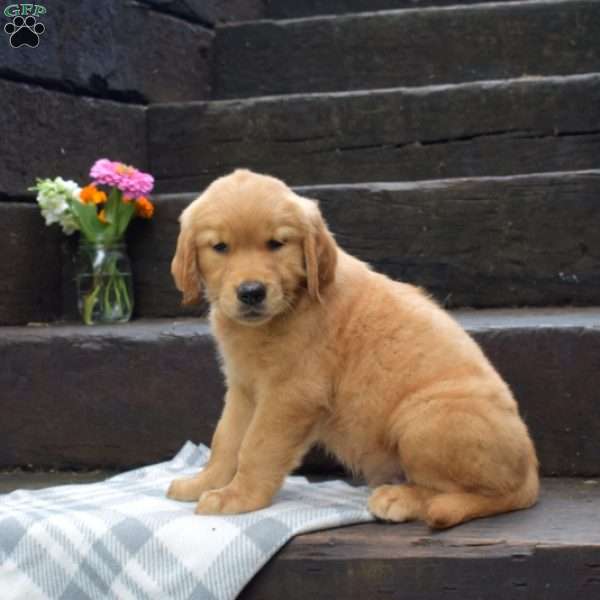 Dakota, Golden Retriever Puppy