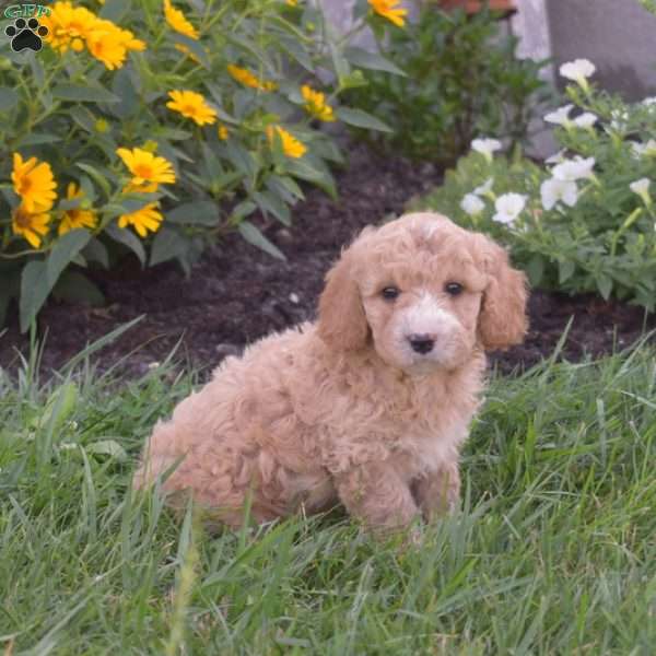 Dakota, Mini Goldendoodle Puppy