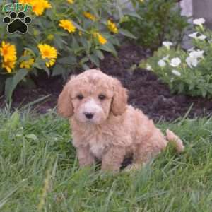 Dakota, Mini Goldendoodle Puppy