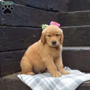 Dakota, Golden Retriever Puppy