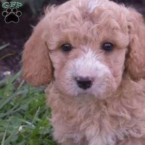 Dakota, Mini Goldendoodle Puppy