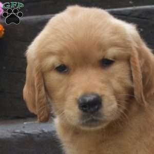 Dakota, Golden Retriever Puppy