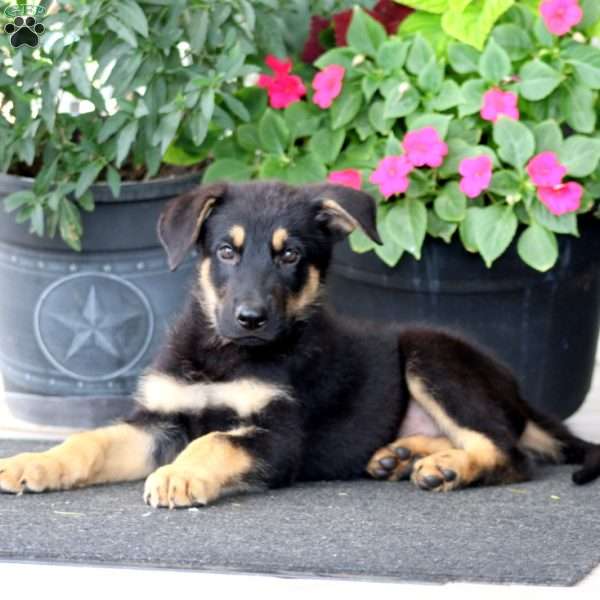 Dakota, German Shepherd Puppy