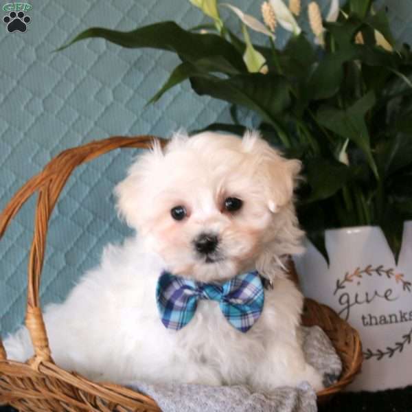 Dakota, Maltese Puppy
