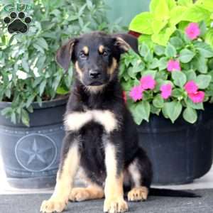Dakota, German Shepherd Puppy