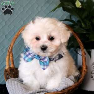 Dakota, Maltese Puppy
