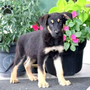 Dakota, German Shepherd Puppy