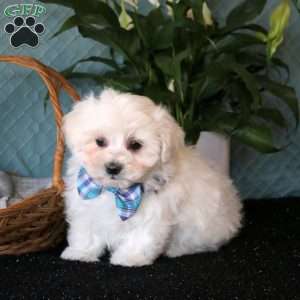 Dakota, Maltese Puppy