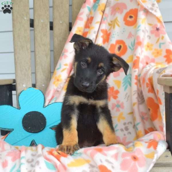 Dallas, German Shepherd Puppy