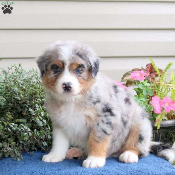 Dallas, Australian Shepherd Puppy
