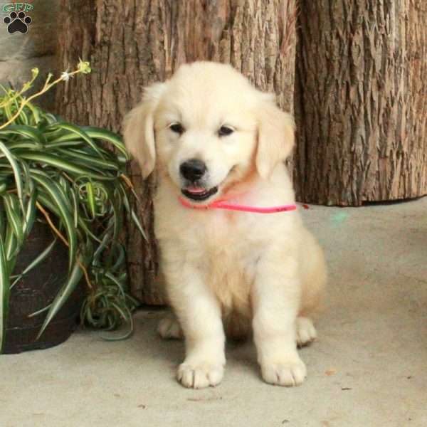 Dallas, English Cream Golden Retriever Puppy