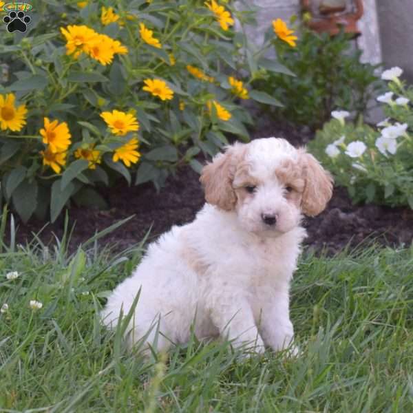Dallas, Mini Goldendoodle Puppy