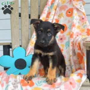 Dallas, German Shepherd Puppy