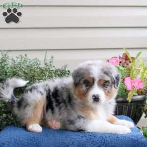 Dallas, Australian Shepherd Puppy