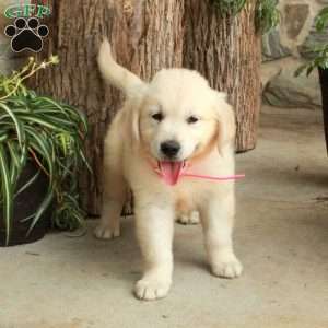 Dallas, English Cream Golden Retriever Puppy