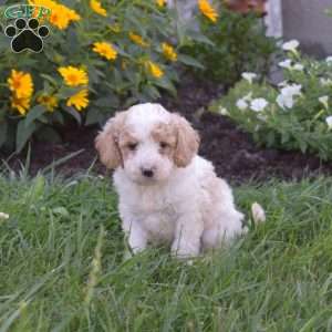 Dallas, Mini Goldendoodle Puppy