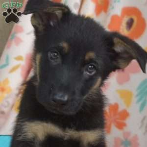 Dallas, German Shepherd Puppy