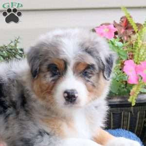 Dallas, Australian Shepherd Puppy