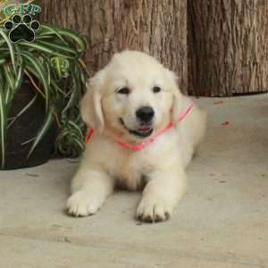 Dallas, English Cream Golden Retriever Puppy