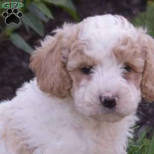 Dallas, Mini Goldendoodle Puppy