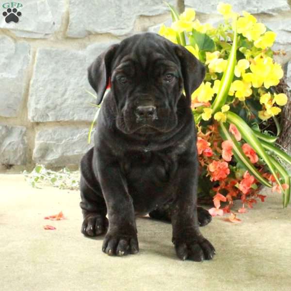 Dana, Cane Corso Puppy