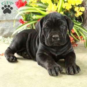 Dana, Cane Corso Puppy
