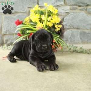 Dana, Cane Corso Puppy