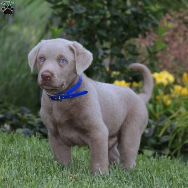 Dandy, Silver Labrador Retriever Puppy