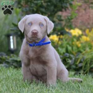 Dandy, Silver Labrador Retriever Puppy