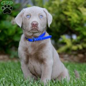 Dandy, Silver Labrador Retriever Puppy