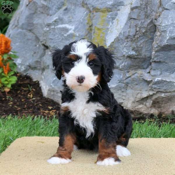 Dani, Mini Bernedoodle Puppy