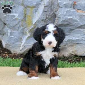 Dani, Mini Bernedoodle Puppy