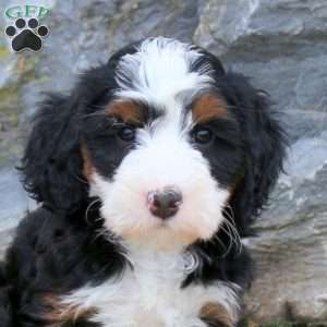Dani, Mini Bernedoodle Puppy