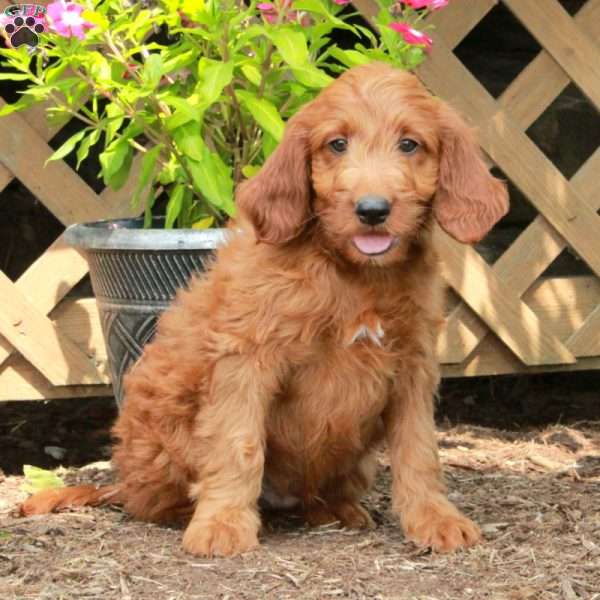 Danny, Irish Doodle Puppy