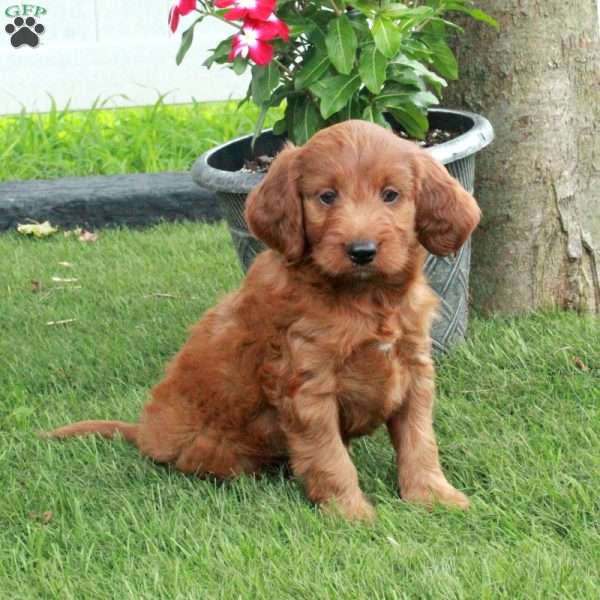 Danny, Irish Doodle Puppy
