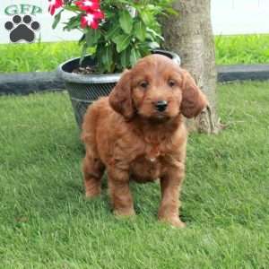 Danny, Irish Doodle Puppy