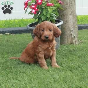 Danny, Irish Doodle Puppy
