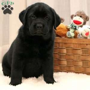 Danny, Black Labrador Retriever Puppy