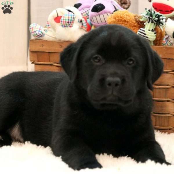 Danny, Black Labrador Retriever Puppy