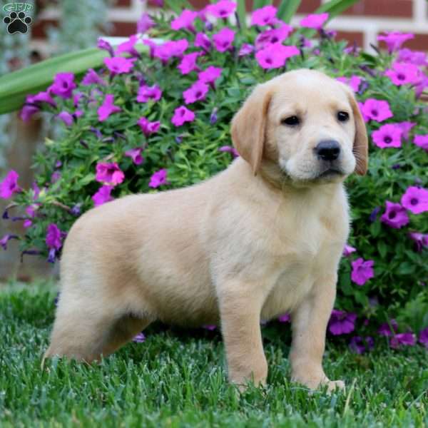 Dante, Fox Red Labrador Retriever Puppy