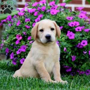 Dante, Fox Red Labrador Retriever Puppy
