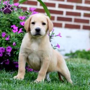 Dante, Fox Red Labrador Retriever Puppy