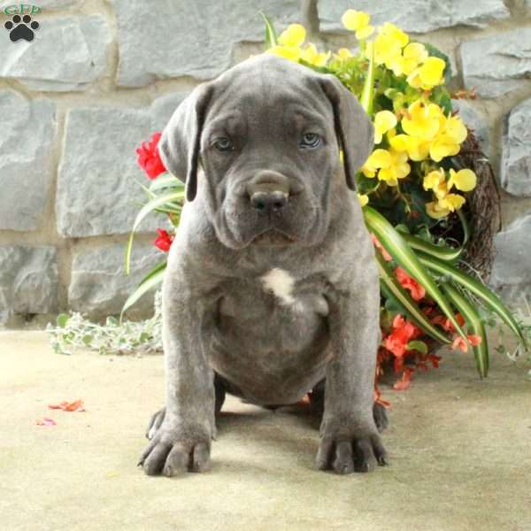 Daphne, Cane Corso Puppy