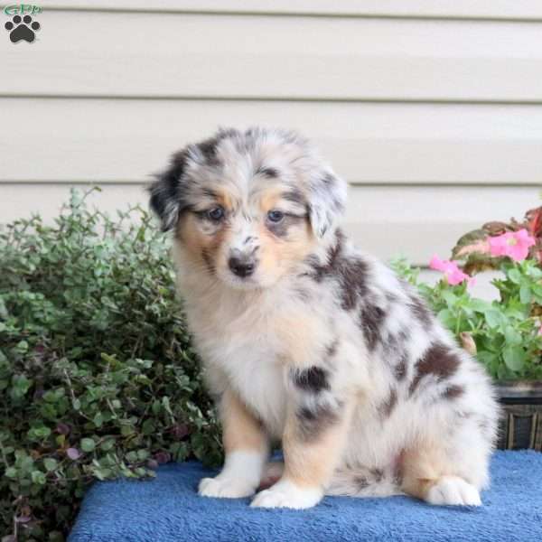 Daphne, Australian Shepherd Puppy