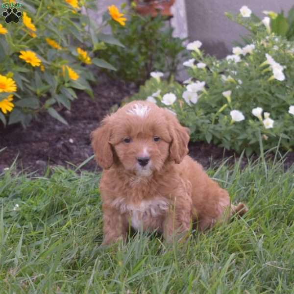 Daphne, Mini Goldendoodle Puppy