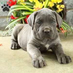 Daphne, Cane Corso Puppy