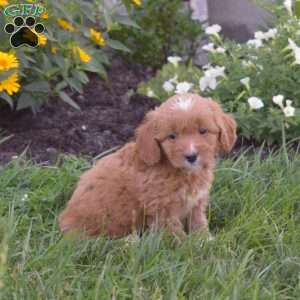 Daphne, Mini Goldendoodle Puppy