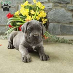 Daphne, Cane Corso Puppy