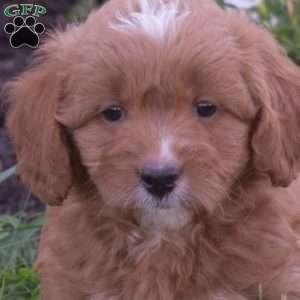 Daphne, Mini Goldendoodle Puppy
