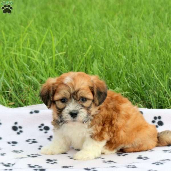 Dapper, Teddy Bear Puppy